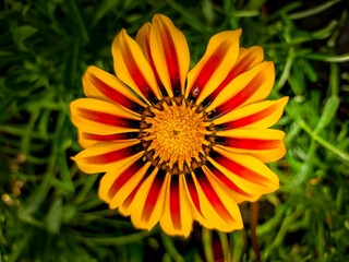 orange flower in the garden