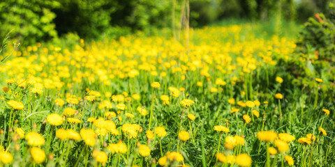 Green field with yellow dandelions. Closeup of yellow spring flowers on the ground wide panorama