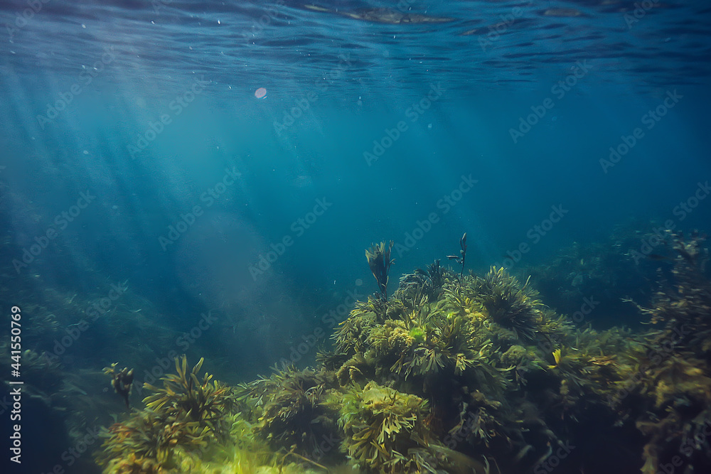 Wall mural underwater landscape reef with algae, sea north, view in the cold sea ecosystem