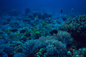 Obraz na płótnie Canvas underwater sponge marine life / coral reef underwater scene abstract ocean landscape with sponge