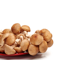 Shiitake mushroom on the White background 
