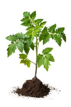 Tomato Plant With Soil Isolated On White