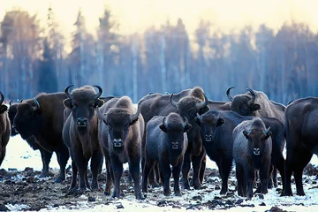 Rolgordijnen Oerosbizon in de natuur / winterseizoen, bizon in een besneeuwd veld, een grote stierbufalo © kichigin19