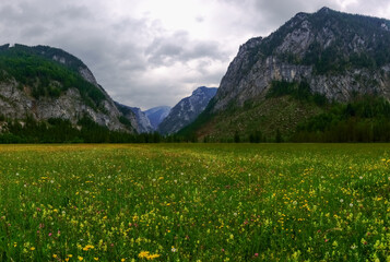 yellow green flower meadow in the mountains