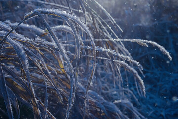 branches covered with hoarfrost background, abstract landscape snow winter nature frost