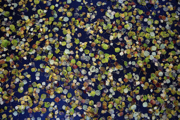 fallen leaves autumn abstract background, yellow leaves, october in the park, seasonal design