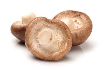 Shiitake mushroom on the White background 