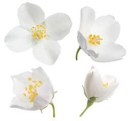 Set with beautiful tender jasmine flowers on white background