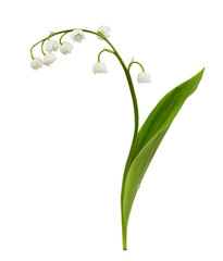 Fototapeta na wymiar Llily of the valley flower isolated on white