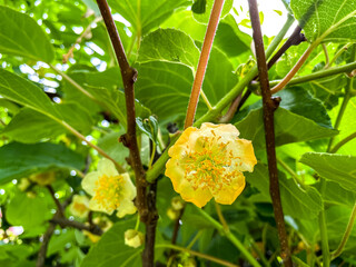 gelbe Blüten eines Kiwibaumes