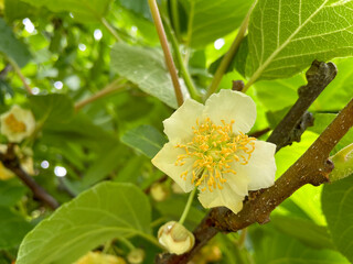 Kiwiblüte an einem Baum
