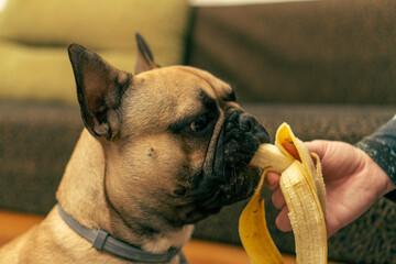 French Bulldog - a dog eats a banana.