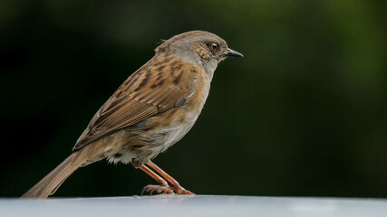 Heckenbraunelle, Prunella modularis, Braunelle, Sperlingsvogel, Singvogel, Vogel, Tier, Natur,