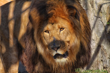 Lion is one of the experts on the Panthera genus, which is a type of big cat in the Felida family. The male lion. Portrait of a lion close-up. Kenya.