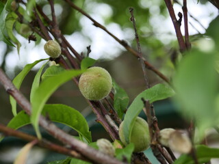 green apple tree