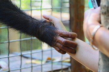 A human hand holds the paw of a monkey through the cage. Close-up. Animal in a cage. Human-animal...