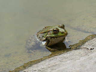 Frog in the water on sunny day