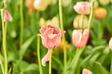 Bright flowers of tulips on a tulip field on a sunny morning