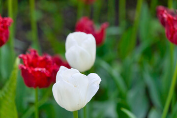 Bright flowers of tulips on a tulip field on a sunny morning