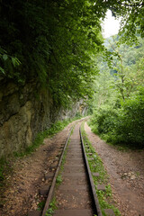 Fototapeta premium railway in the forest, summer in the rainforest