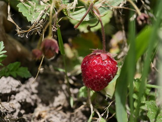 wild strawberry in the woods