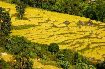 Obraz premium A panoramic view of yellowish and golden colored ripped paddy field at Martam on the outskirt of Gangtok in East Sikkim. Paddy usually harvested during winter in Eastern Himalayan Region.