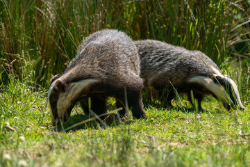 British badger in a field on a sunny day 