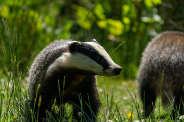 British badger in a field on a sunny day 