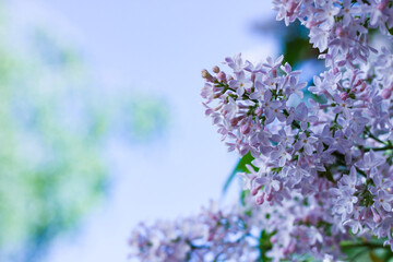 Purple lilac flowers spring blossom background