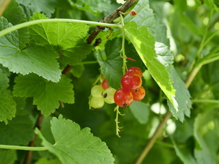 red currant bush