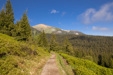 Naklejka na ściany i meble trail high in the mountains between the trees