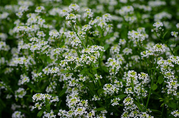 flowers in the field