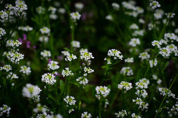 flowers in the field