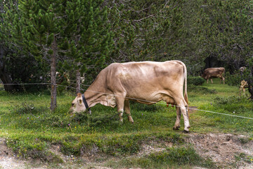 group of Swiss cows grazing in the meadow