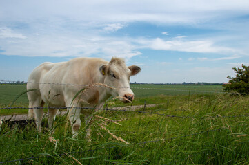 A big white bull in a green pasture in the Netherlands with a blue sky