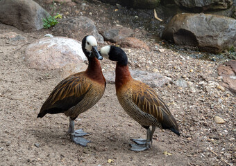 A White-faced Whistling Duck, Dendrocygna viduata, relaxing on shore