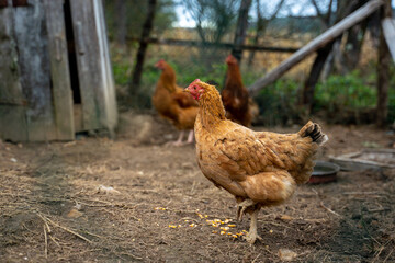 Hens roam freely in paddock