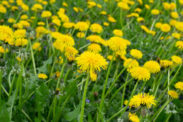 Field of yellow dandelions in spring. Dandelion background with soft diffused focus