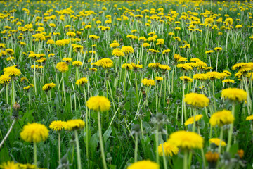 Field of yellow dandelions in spring. Dandelion background with soft diffused focus