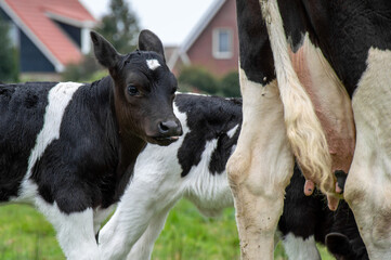A little calf sticking his tongue out near the tail of his mother