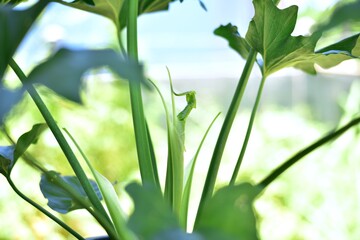 Green leaf Monstera plants in nature.