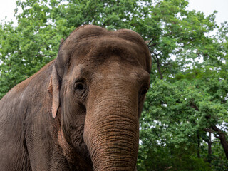 Fototapeta na wymiar Close-up portrait of an elephant in the zoo
