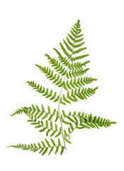 Beautiful tropical fern leaf isolated on white