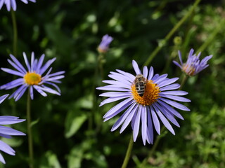 Obraz premium bee on a daisy