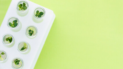 Test tubes with green plants in the laboratory