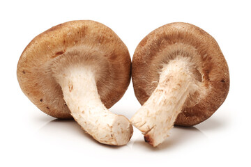 Shiitake mushroom on the White background 