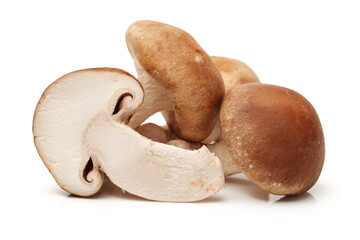 Shiitake mushroom on the White background 
