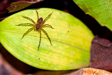Tropical Spider, Tropical Rainforest, Corcovado National Park, Osa Conservation Area, Osa Peninsula, Costa Rica, Central America, America