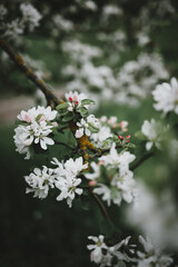 flowering branch of apple tree with pink buds