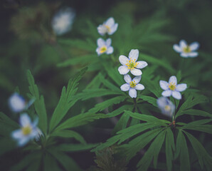 flowers growing in the field